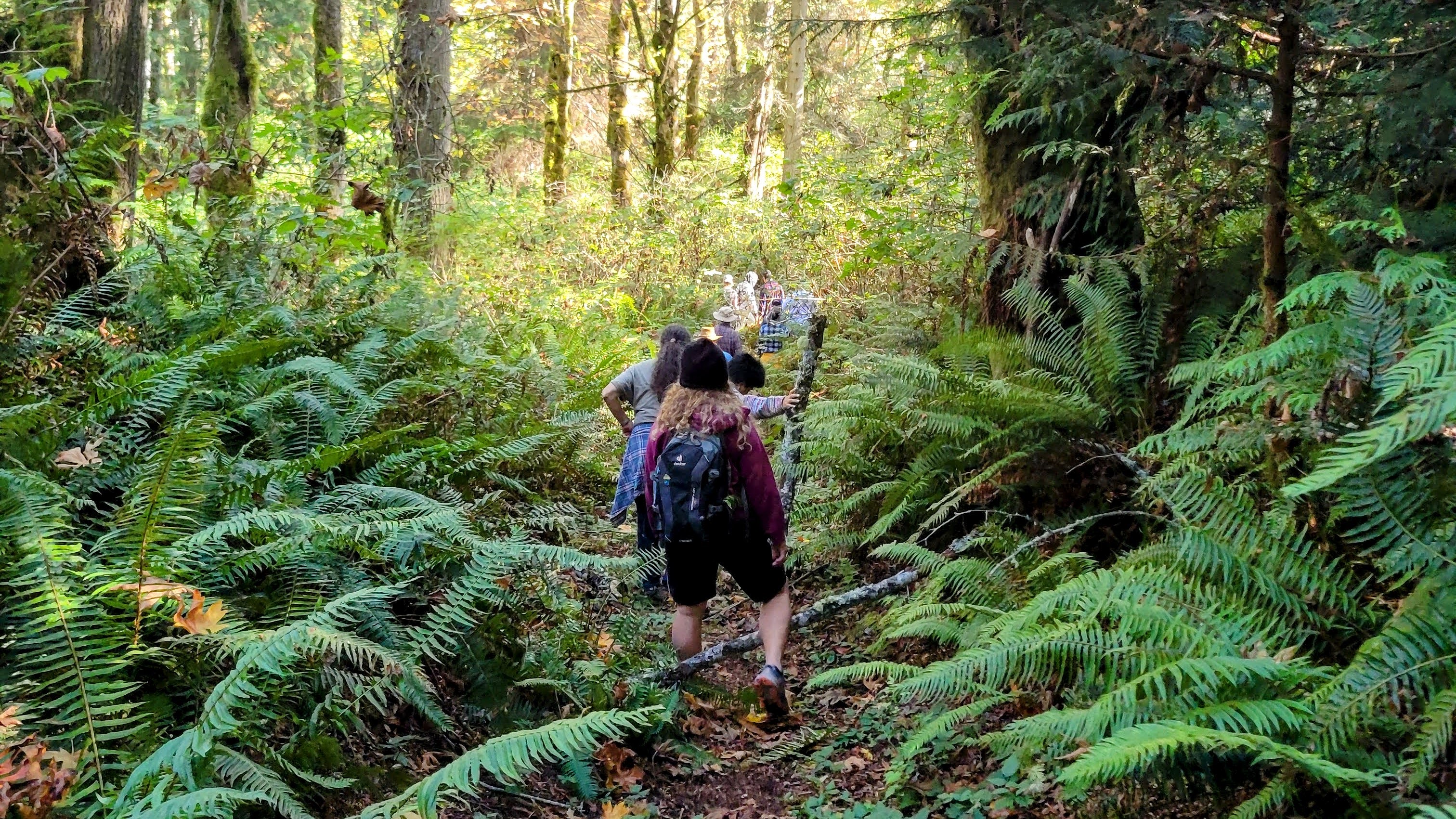 Debbee and a line of women on a trail surrounded with green ferns